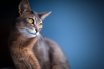 Animals, Background, Cat, Eyes, Blur, Smooth, Sight, Opinion, Ears HD wallpaper