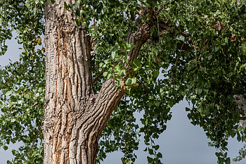 Cottonwood tree care, Ehow article, Expert tips, Healthy growth HD wallpaper