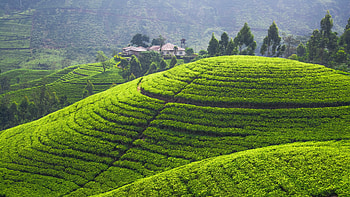 Sri Lanka, Green Hills HD wallpaper
