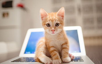 Kitten, animal, cat, kitty HD wallpaper