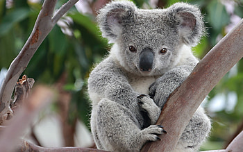 Koala, Animals, Cute, Wildlife HD wallpaper