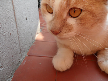 My beloved Romeo Cat, animal, kitty, cat, feline, pet, romeo HD wallpaper