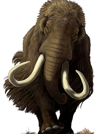 Mammoth ideas, Anatomi hewan, Prasejarah, Ancient creature HD phone wallpaper