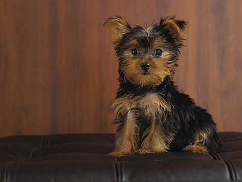 Animals, Dog, Sight, Opinion, Puppy, Yorkshire Terrier HD wallpaper