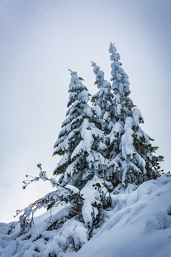 Winter, Nature, Trees, Snow, Fir-Trees HD phone wallpaper