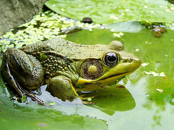 Animals, Swamp, Sit, Moss, Mud, Dirt, Frog, Goo, Slush HD wallpaper