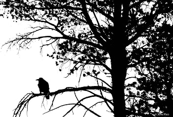 Crow, Black & White, Animal HD wallpaper