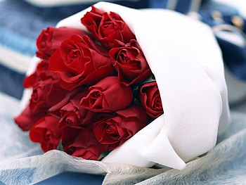 For You my Friends., Roses, White, Love, Red HD wallpaper