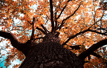 Nature, Autumn, Leaves, Wood, Tree, Branches, Oak HD wallpaper