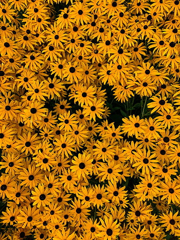 A stunning top view of blooming Black-eyed Susans showcasing nature's vibrant yellow palette. HD phone wallpaper