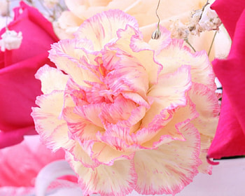 Beautiful flower, bloom, pretty, petals, flower HD wallpaper