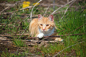 Animals, Grass, Cat, To Lie Down, Lie, Playful HD wallpaper