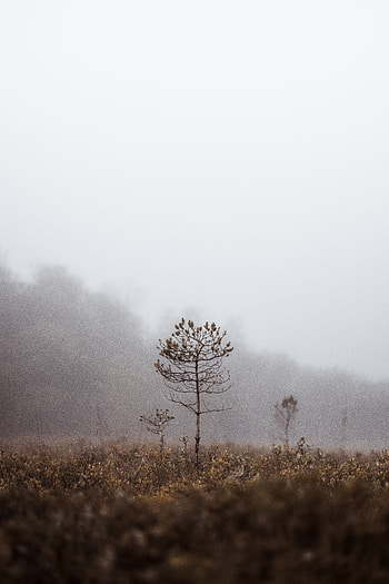Grass, Macro, Fog, Blur, Smooth, Branches HD phone wallpaper
