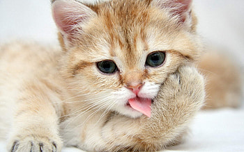 Beautiful Cat, sweet, cute, cat, beautiful, adorable HD wallpaper