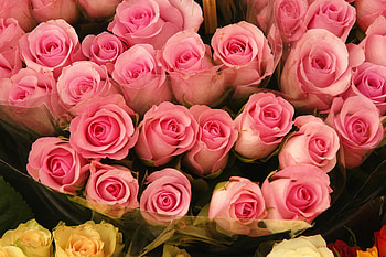 roses, still life, pink, bouquet HD wallpaper