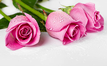 pink roses, drops of water on rose, pink flowers, roses on a white background, roses, three roses, background with roses HD wallpaper