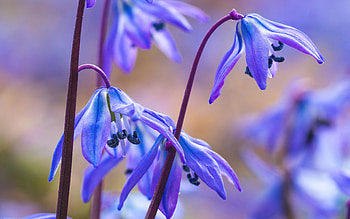 Bluebells, blue, nature, flower HD wallpaper