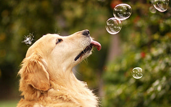 Dog, sweet, pay, dogs, puppies, cute, beautiful, beauty, playful, playful dog, puppy, dog face, pretty, animals, face, bubbles, lovely HD wallpaper