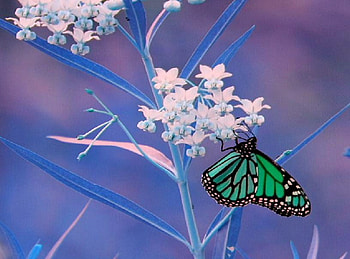Touch of blue, blue background, white and pink flowers, butterfly, green and black HD wallpaper