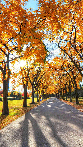 Nature's tranquility, Peaceful sanctuary, Serene park, Calming atmosphere HD phone wallpaper