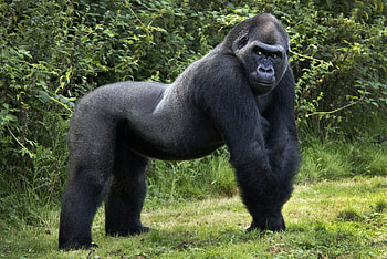 *** The giant gorilla ***, zwierzeta, malpy, orangutan, dzikie HD wallpaper