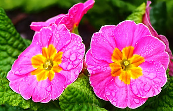 Pink Flowers, drops, flowers, close up, petals HD wallpaper
