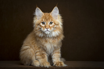 Animals, Fluffy, Kitty, Kitten, Sight, Opinion, Maine Coon, Maine HD wallpaper