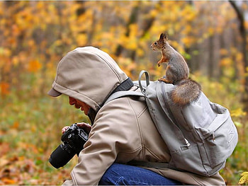 Squirrel on Back, cool HD wallpaper