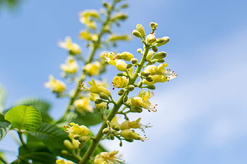 Buckeye Tree, Ohio pride, Purdue Fort Wayne, Woody perennial HD wallpaper