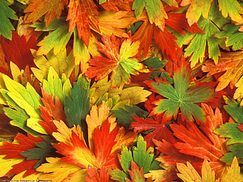 Background, Autumn, Leaves HD wallpaper