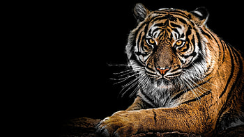 Siberian tiger majesty, ultra glory, Stunning , Breathtaking scenes HD wallpaper