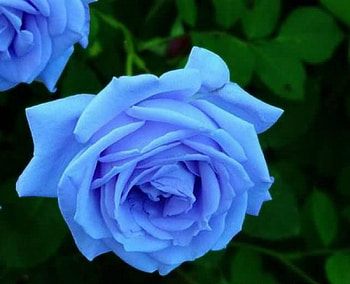 Pretty Blue Rose, blue, rose, graphy, blue rose, nature HD wallpaper