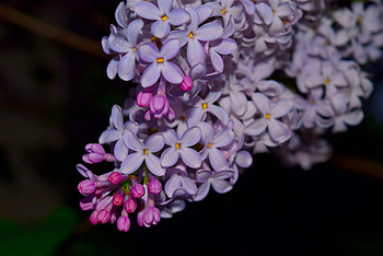 Lilac Flowers, flowers HD wallpaper