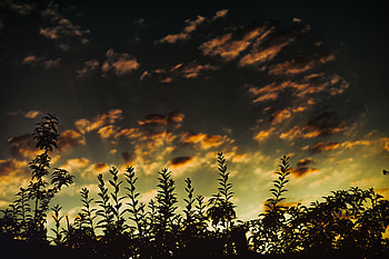Sunset, Nature, Grass, Clouds, Dark HD wallpaper