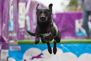 Jump, Dog Sports HD wallpaper
