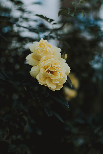 Flowers, Rose Flower, Rose, Close-Up, Bloom, Flowering HD phone wallpaper