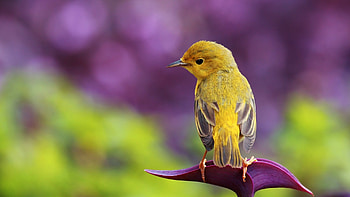 background, Cute bird, display, Beautiful creature HD wallpaper