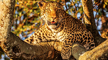 The African, Leopards HD wallpaper