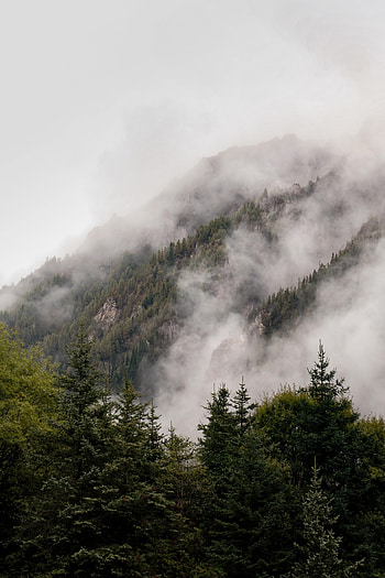 Nature, Trees, Forest, Fog, Fir, Spruce HD phone wallpaper
