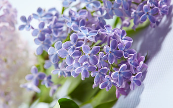 Lilacs, pink, flower, green, spring HD wallpaper