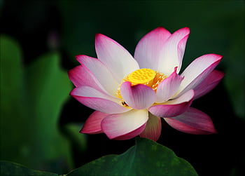 Stunning close-up of a pink and white lotus flower with intricate petals and vibrant colors. HD wallpaper