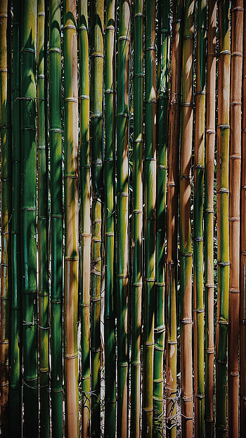 Plant, Texture, Textures, Bamboo, Stems HD phone wallpaper