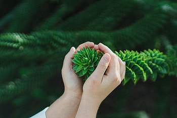 Nature, Bush, Branch, Hands HD wallpaper