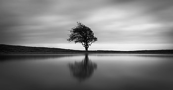 Solo Tree, tree, nature, monochrome, black-and-white HD wallpaper