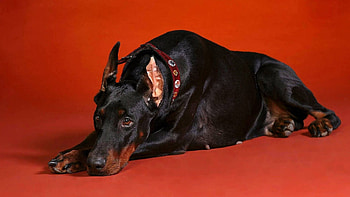 Animals, To Lie Down, Lie, Dog, Large, Big, Doberman, Shoot, ession HD wallpaper