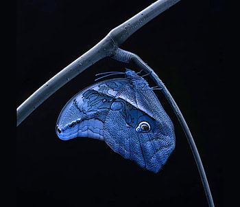 Beauty on black, blue, black, stem, butterfly, beauty HD wallpaper