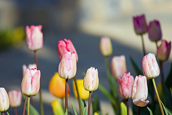 tulips, pink, colourful, nature HD wallpaper