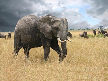 Elephant, weeds, sky, field HD wallpaper