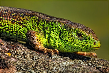 Animals, Color, Sight, Opinion, Lizard, Reptile HD wallpaper