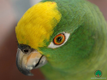 adi, birds, animals HD wallpaper